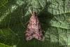 Scoparia sp.